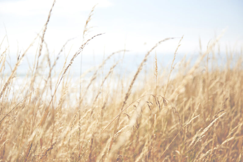 A field of wheat