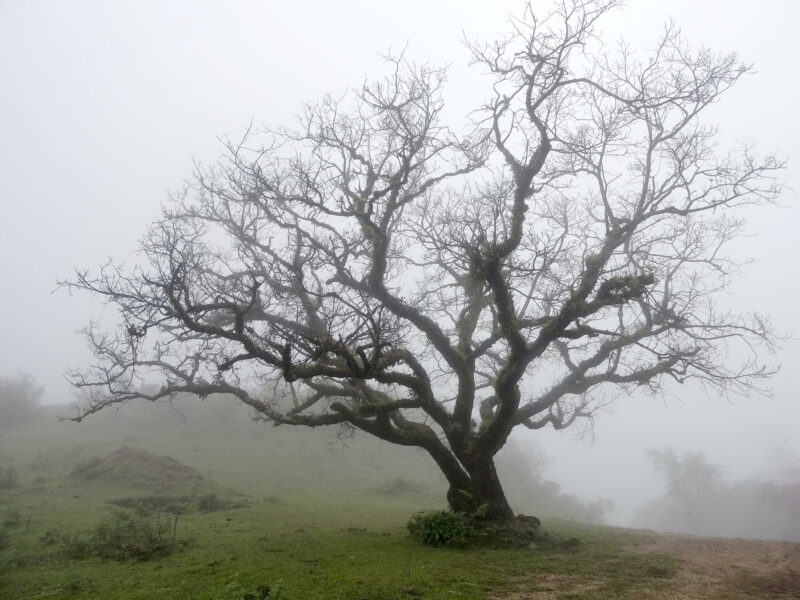 A tree on a misty morning